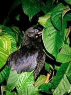 Imagem de <i>Corvus macrorhynchos culminatus</i>