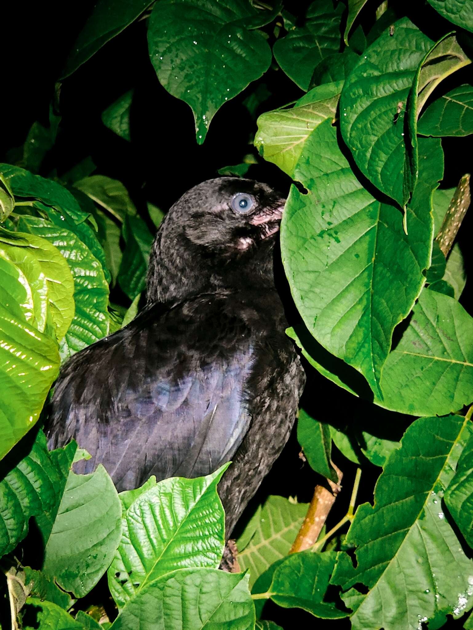 Imagem de <i>Corvus macrorhynchos culminatus</i>