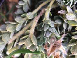 Image of Crotalaria similis Hemsl.