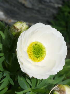 Image de Ranunculus buchananii Hook. fil.