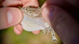 Imagem de Anolis cybotes Cope 1862