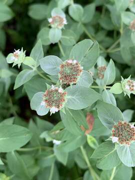 Image of Clustered Mountain-Mint