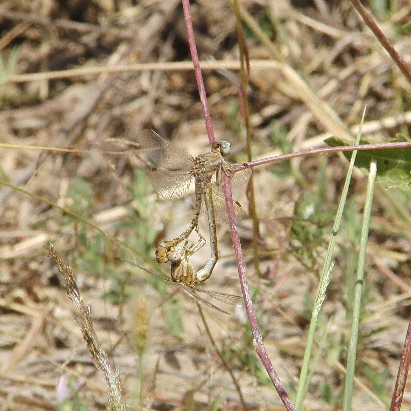 Image of Faded Pincertail