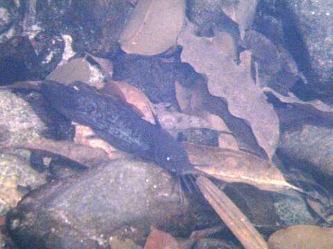 Image of Black catfish