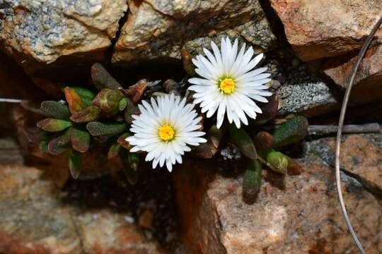 Imagem de Delosperma esterhuyseniae L. Bol.