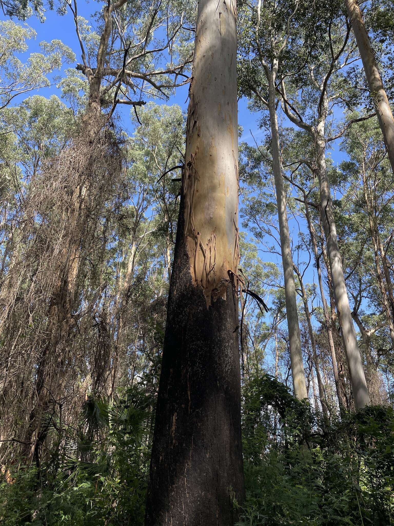 Слика од Eucalyptus saligna Sm.