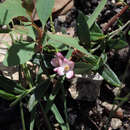 Image de Cyanothamnus polygalifolius