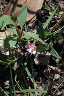 Image de Cyanothamnus polygalifolius