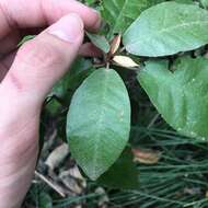 Слика од Croton cascarilloides Raeusch.