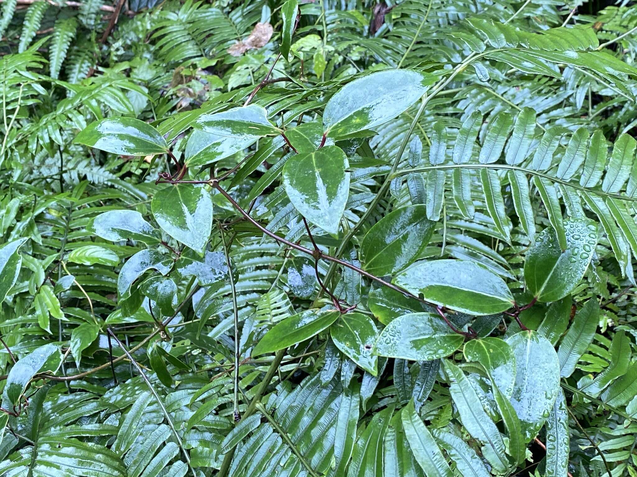 Image of Clematis crassifolia Benth.