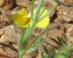 Слика од Aspalathus bracteata Thunb.