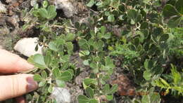 Image of common crowberry