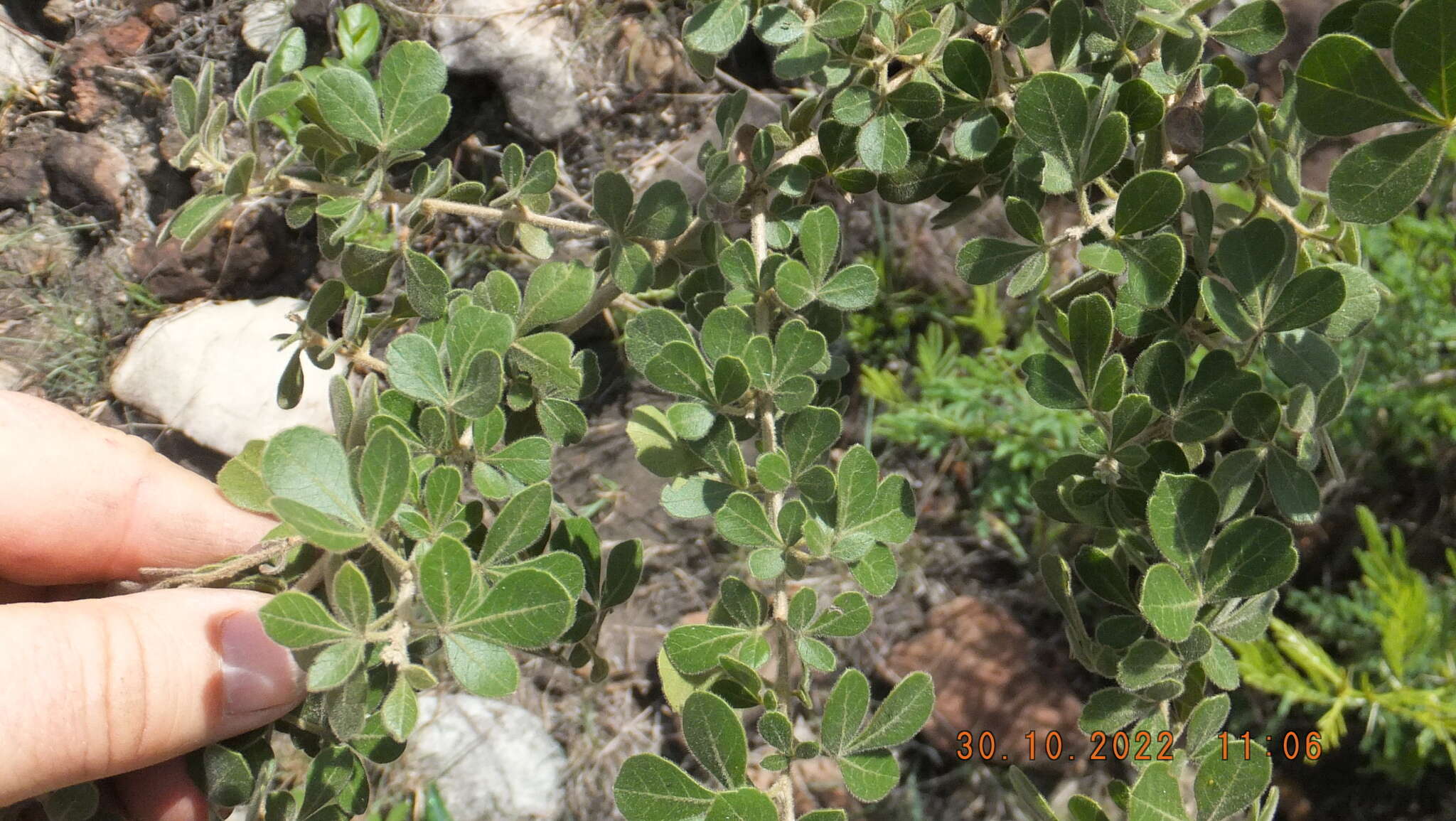 Image of common crowberry