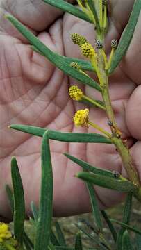 Image of Acacia cochlearis (Labill.) H. L. Wendl.