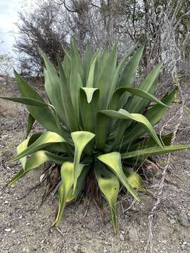 Image of Agave albescens Trel.