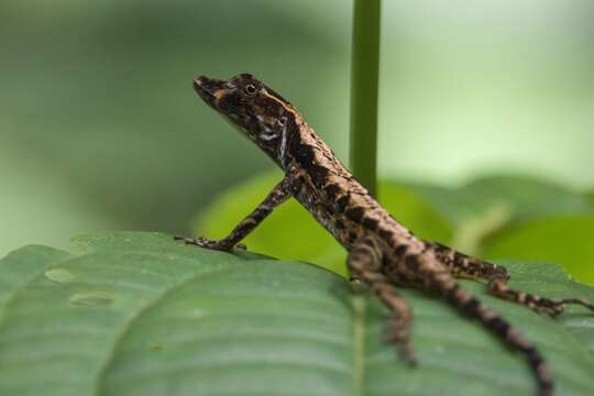 Image of Granular Anole