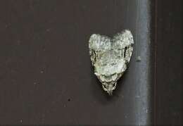 Image of Currant Fruitworm Moth