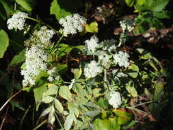 Image de Ostericum sieboldii (Miq.) Nakai