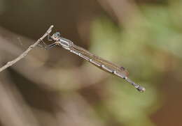 Image of Austrolestes aridus (Tillyard 1908)