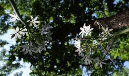 Image of Ornithogalum arcuatum Steven