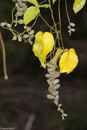 Image de Dioscorea quartiniana A. Rich.