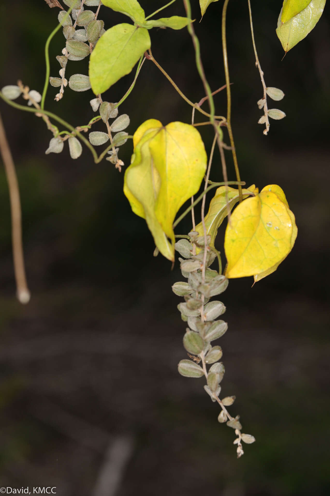 Image de Dioscorea quartiniana A. Rich.