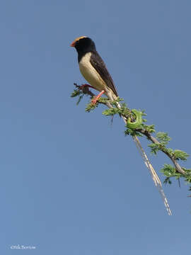 Image of Straw-tailed Whydah