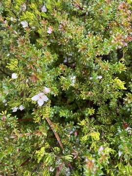 Image of Boronia citriodora subsp. citriodora