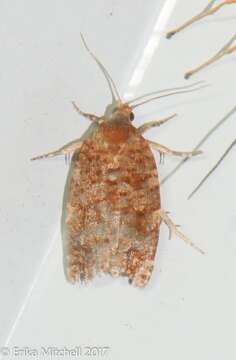 Image of Jack Pine Budworm