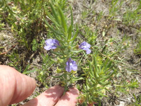 Image of Texas sage