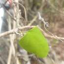 Imagem de Adenia olaboensis Clav.