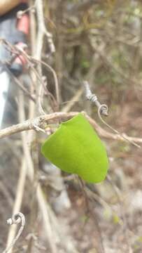 Image of Adenia olaboensis Clav.