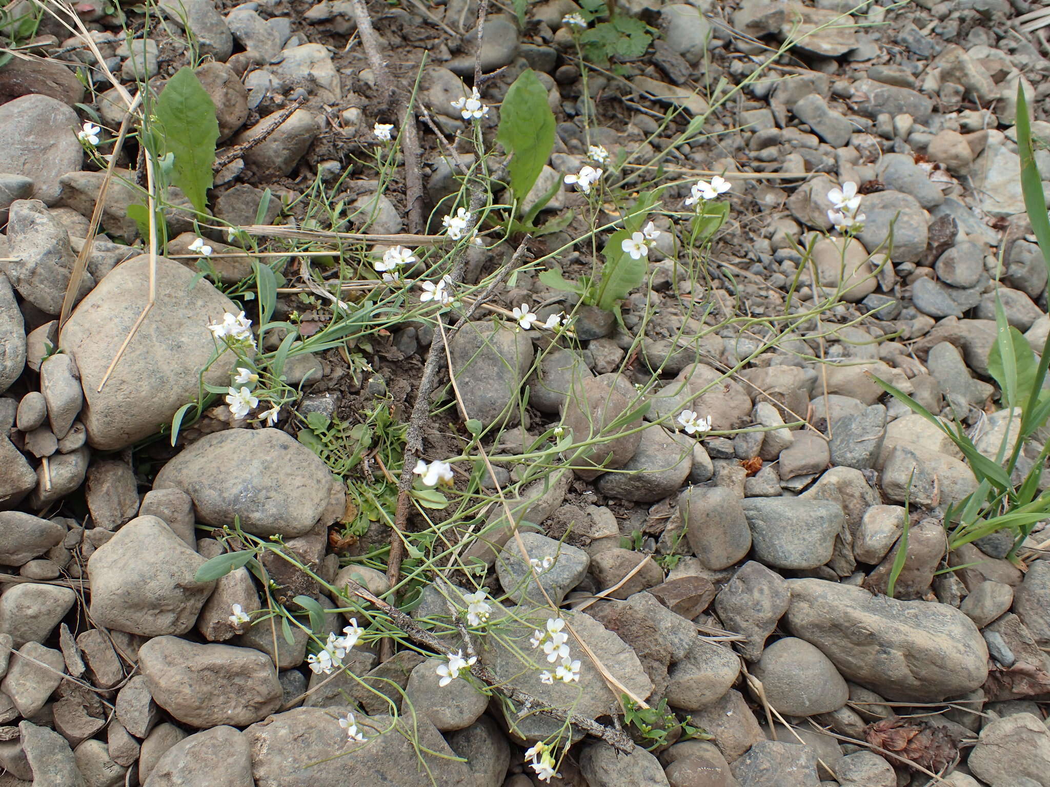 Plancia ëd Arabidopsis lyrata (L.) O'Kane & Al-Shehbaz