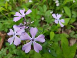 Image of wild blue phlox