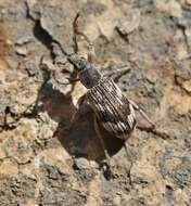 Polydrusus (Polydrusus) tereticollis (De Geer 1775) resmi