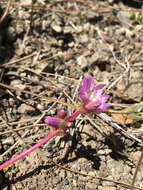 Image of Stebbins' lewisia