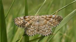 Scopula immorata Linnaeus 1758 resmi