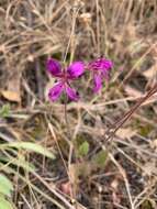 Image of Pelargonium rodneyanum Lindl.