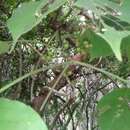 Image of Bursera grandifolia (Schltdl.) Engl.