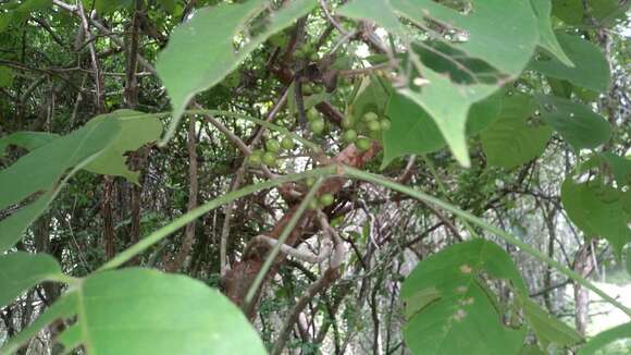 Image of Bursera grandifolia (Schltdl.) Engl.