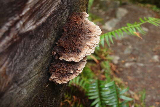 Sivun Gloiodon occidentalis Ginns 1988 kuva