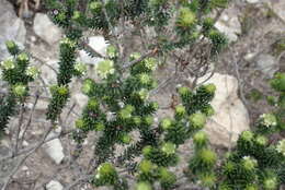 Image of Phylica axillaris var. maritima Pillans