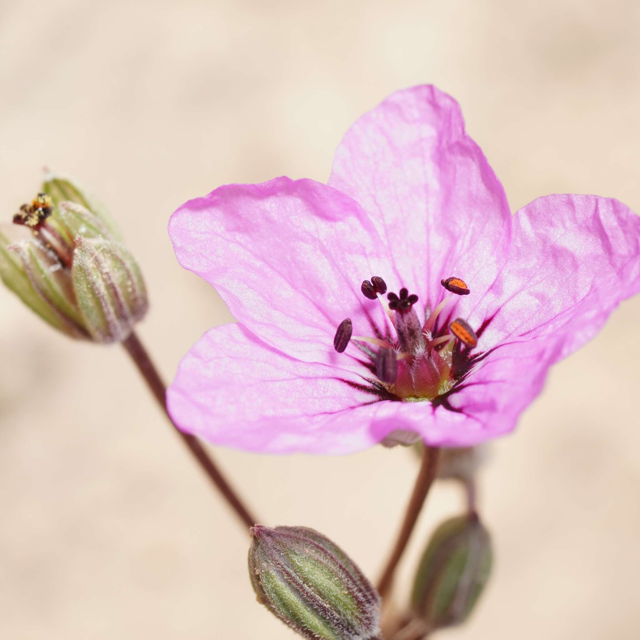 Sivun Erodium crassifolium (Forsk.) L'Hér. kuva