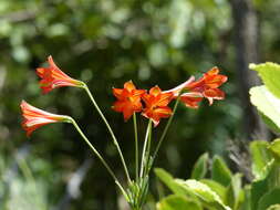 Image of Alstroemeria gardneri Baker