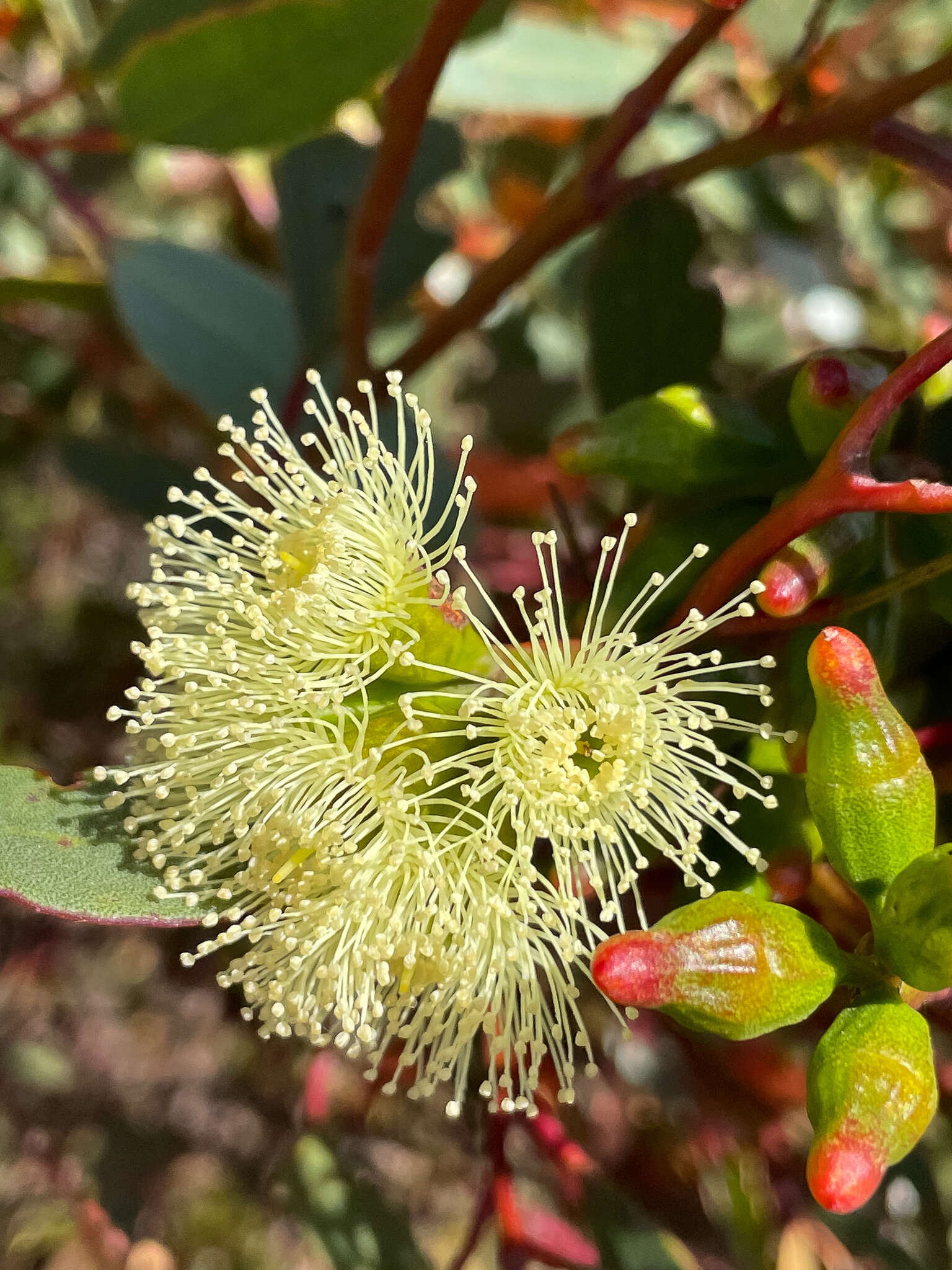 Image of Eucalyptus angulosa Schauer