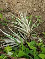 Image of twisted airplant