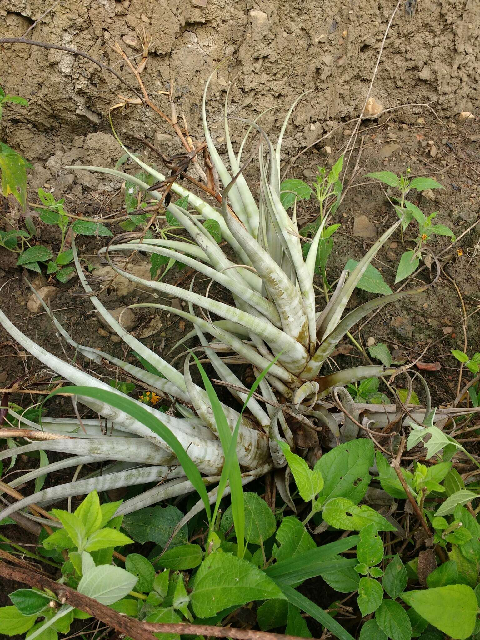 Image of twisted airplant