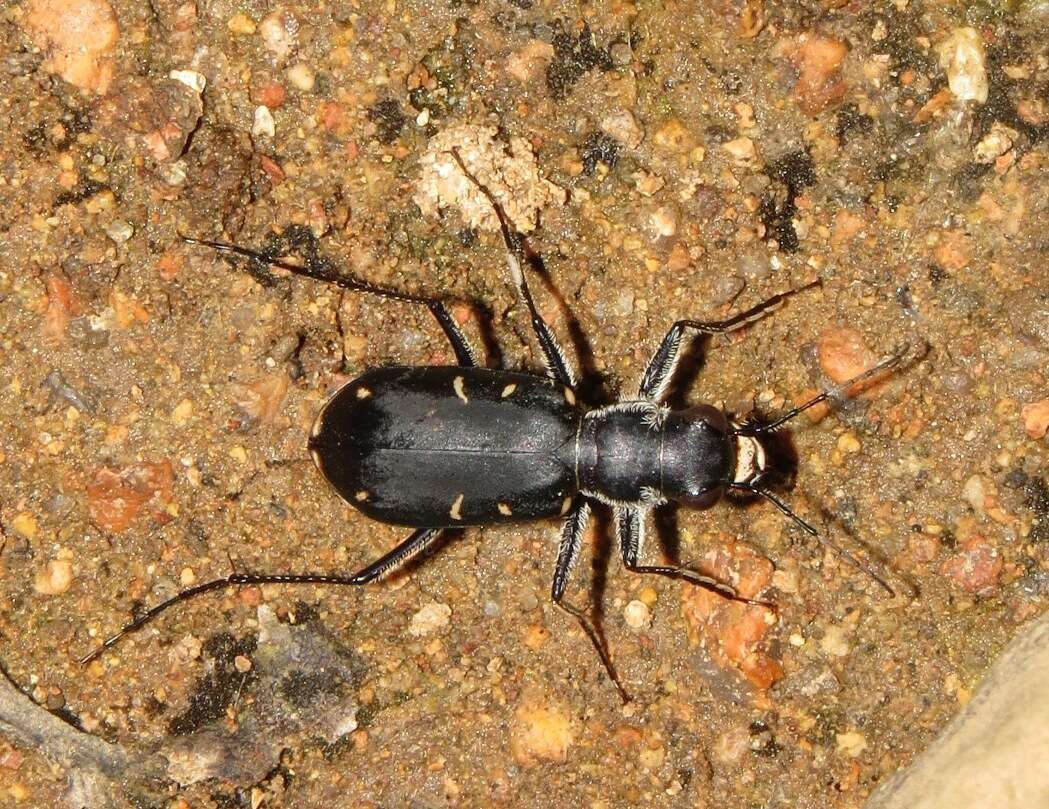 Image de Cicindela (Cicindelidia) obsoleta vulturina Le Conte 1853