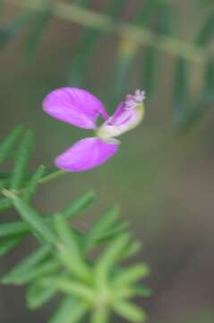 Image of Polygala gazensis E. G. Baker