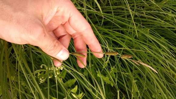 Image of Cloud sedge